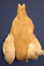 Rhode Island Red Hen Cape